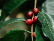 Ruta del Café en Xicotepec, Puebla