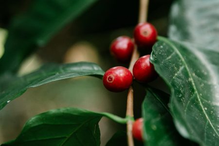 Tour Ruta del Café en Xicotepec Puebla desde CDMX