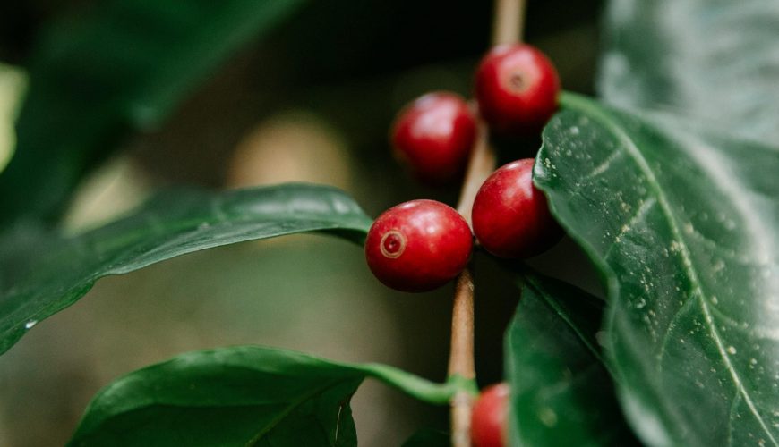 Ruta del Café en Xicotepec, Puebla